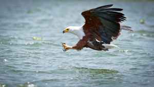 eagle catching for fish